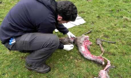 Tests being carried out on the remains of a roe deer experts fear could have been eaten by a big cat