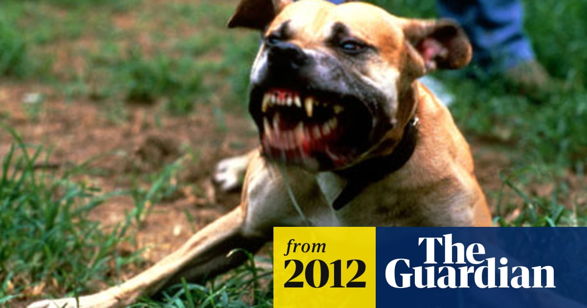 Bark but no bite Dangerous Dogs Act in spotlight as attacks rise UK