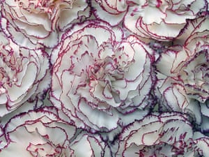 The Doors of Perception: Carnation flowers