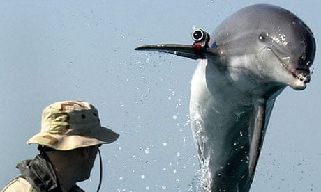 US Navy dolphin