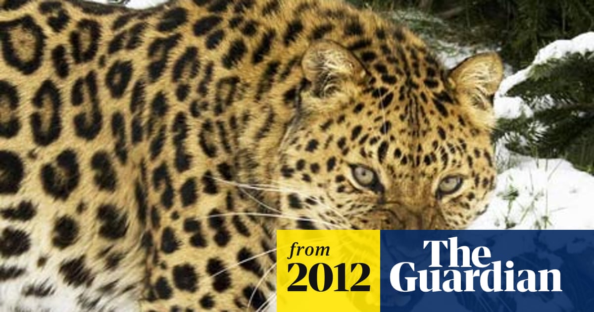 Leopards from British zoos could boost wild population | Animals | The