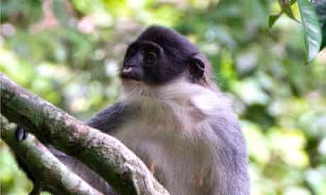 Monkey type indonesia