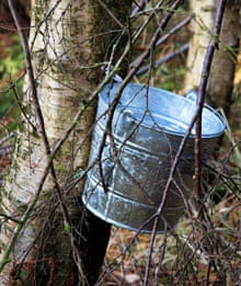 Tapping birch sap