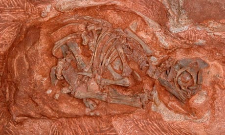 Massospondylus