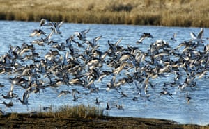 Green Shoots: 2011 December assignement on Wetland