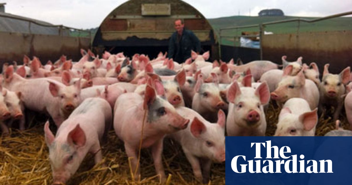 Is Red Tractor pork really 'high welfare'? | Meat | The Guardian Is Red Tractor pork really 'high welfare'? | Meat | The Guardian