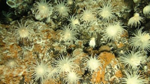 Deep-Sea Vents: in Cayman Trough area exploration brings to light new species