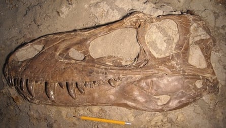 Fossilized dinosaur bones embedded in rock