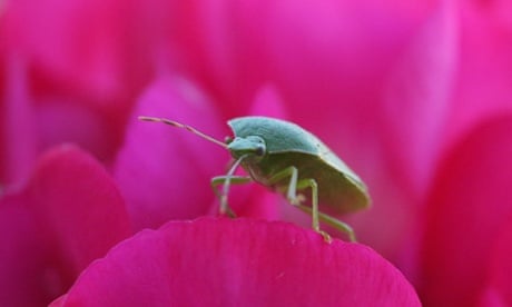 A Green Shield Bug photographed on flowers in a garden in Brixton, London is a real survivor as many UK insects have struggled with the particularly wet and cold summer according to the wildlife charity 'The Buglife Conservation'.