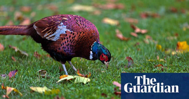 Wakehurst Place 25 Years After The Great Storm In Pictures Environment The Guardian Wakehurst Place 25 Years After The Great Storm In Pictures Environment The Guardian