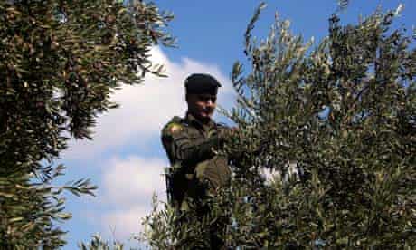 Israel Urged To Protect West Bank Olive Trees After Settler Attacks World News The Guardian