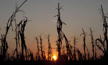 Drought-withered corn stalks in Indiana, August 2012