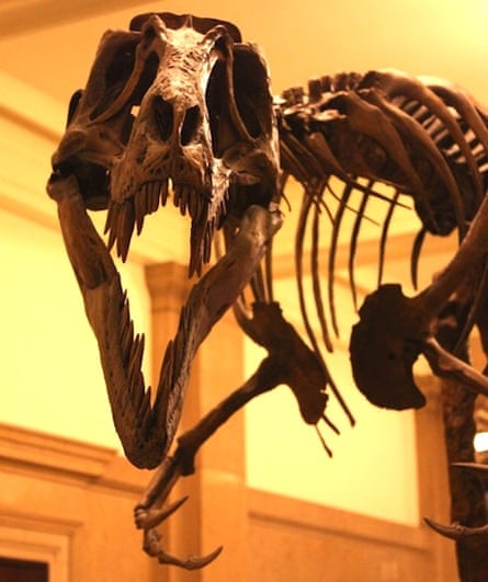 Did Tyrannosaurus rex have feathers? | Dinosaurs | The Guardian