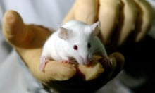 Animal activists' terror tactics drive staff out of laboratories | Animal  experimentation | The Guardian