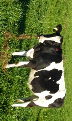 GM cow Daisy