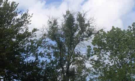 Ash trees, diseased, in Denmark