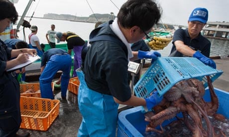 Fukushima fish 'may be inedible for a decade', Fukushima