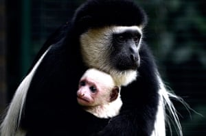 24 hours in pictures news the guardian cleveland zoo light festival