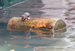 24 hours: Venice, Italy: A mouse tries to maintain its balance on a log