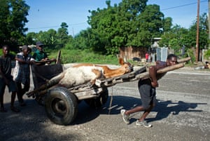 24 hours: Port-au-Prince, Haiti: People transport a cow that died 