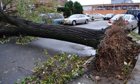 Downed tree in East Elmhurst, Queens, after Sandy hit New York