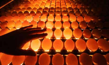 An employee of a poultry farm examines chicken eggs in Volnay in western France