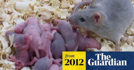 Baby Mice Created From Stem Cells Stem Cells The Guardian Baby Mice Created From Stem Cells Stem Cells The Guardian
