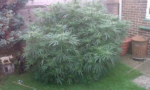 Cannabis-plant--008.jpg?w=300&q=55&auto=format&usm=12&fit=max&s=14d8a3bc2513e9824c8ad420ef46da95