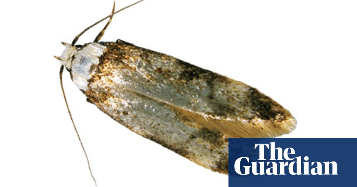 https://i.guim.co.uk/img/static/sys-images/Guardian/Pix/pictures/2012/11/1/1351791576424/The-common-clothes-moth-008.jpg?width=1200&height=630&quality=85&auto=format&fit=crop&overlay-align=bottom%2Cleft&overlay-width=100p&overlay-base64=L2ltZy9zdGF0aWMvb3ZlcmxheXMvdGctZGVmYXVsdC5wbmc&enable=upscale&s=0b8eb8e59d6b27d481a1fd2111370e8d