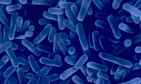 Legionella bacteria which causes legionnaires disease