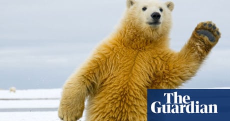 Do polar bears and penguins live in the same area Polar Bears And Penguins Song Powerpoint Teacher Made