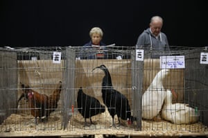 Poultry Show: Visitors look at birds that are for sale