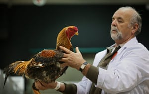 Poultry Show: Judge Mike Porter inspects a Malay
