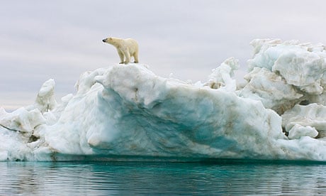 Polar bear standing atop an iceberg floating in the sea