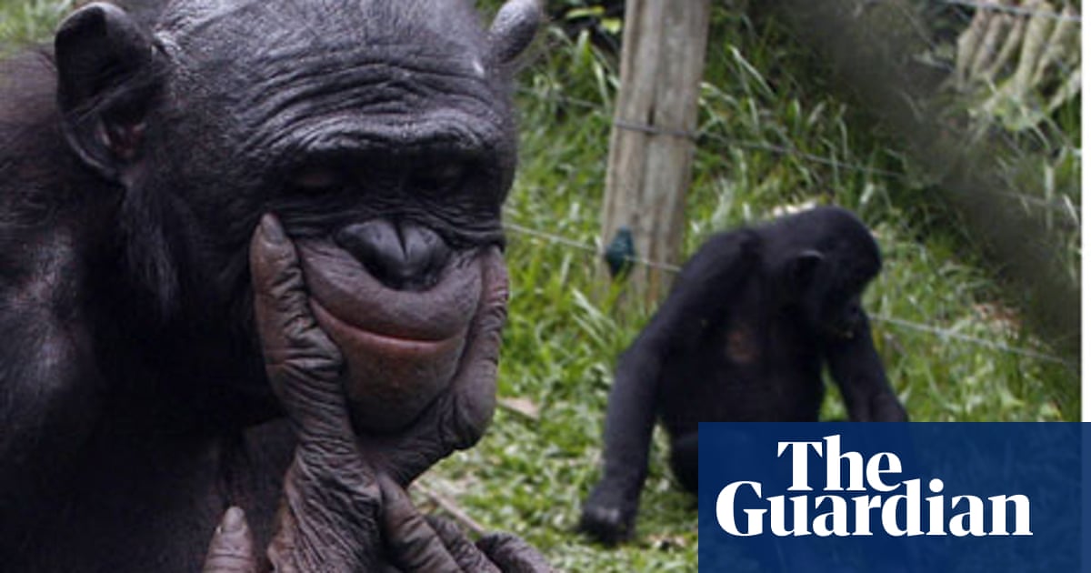 Learning About Apes And Monkeys News And Resources Round Up Education The Guardian Jones Apes Review Book 2022