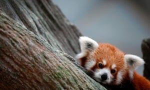 In more panda news, a red panda looks out shyly from its enclosure during the zoo opening.