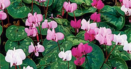 Alys Fowler: winter bedding plants | Life and style | The