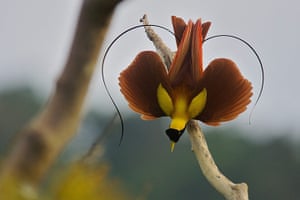 Birds of Paradise: Papua New Guinea: Red Bird of Paradise