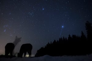 2012 GDT: European Wildlife Photographer