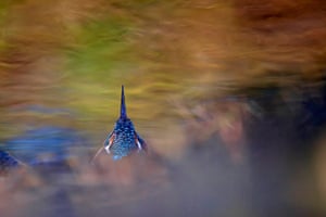 2012 GDT: European Wildlife Photographer