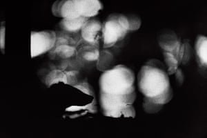 2012 GDT: European Wildlife Photographer