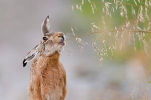 2012 GDT: European Wildlife Photographer