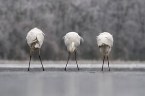 2012 GDT: Frente posterior posterior, European Wildlife Photographer