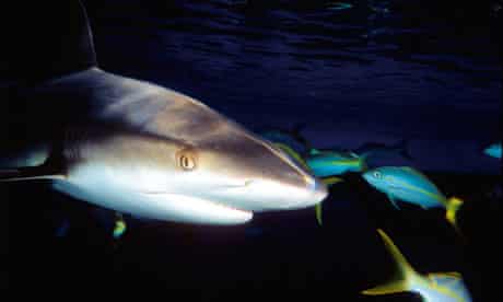 The shark that attacked Micki Glenn