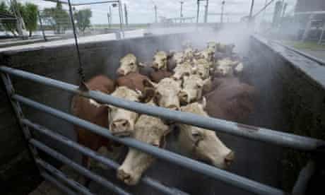 Cows are washed before entering the slaughterhouse of the Frigorifico San Jacinto, Canelones.
