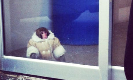 Ikea monkey in Toronto stsore