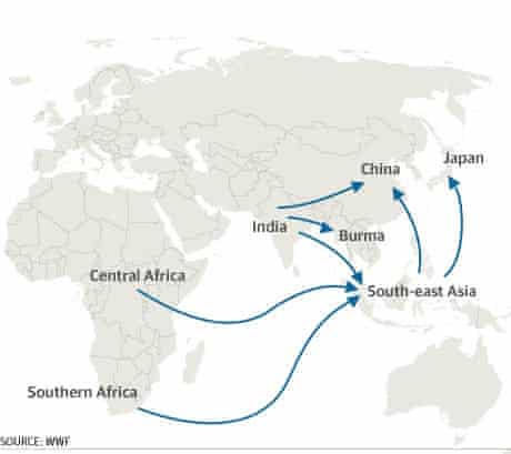 The main routes for organised criminal trade in wildlife.
