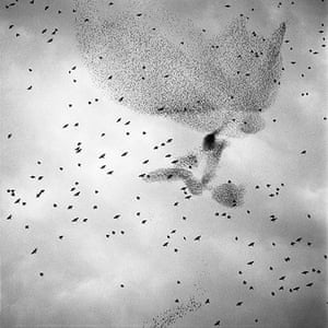 Big Picture: Starlings: Black and white photograph of starlings in the sky