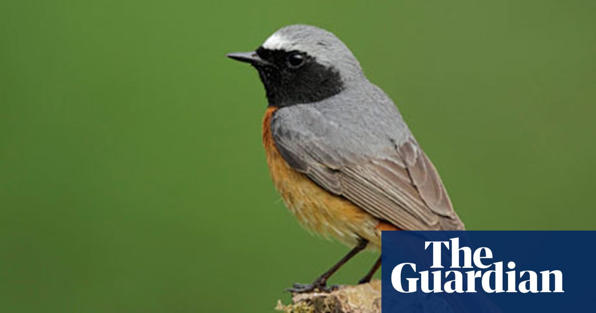 Birds In A Cage: Warburg, Germany, 1941 By Derek Niemann - Review | Science  And Nature Books | The Guardian