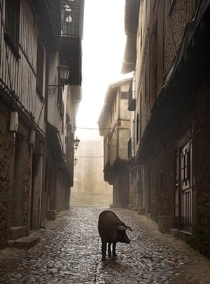 Pigs in Spain: An Iberian pig walks down a street in the village of La Alberca